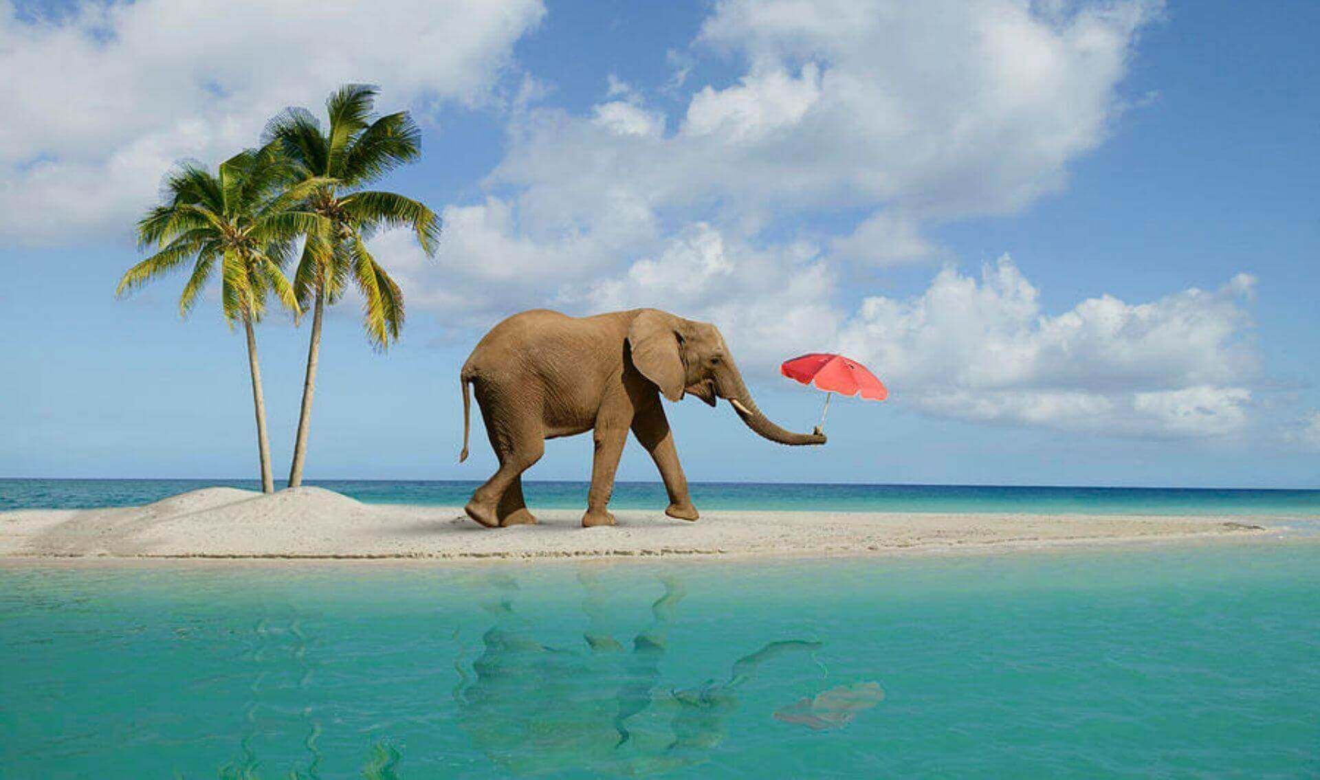 Elephant beach