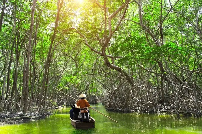 Mangrove Creeks